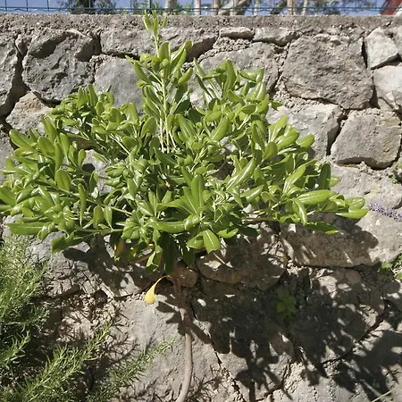 Lägenhet Karabaic Krk