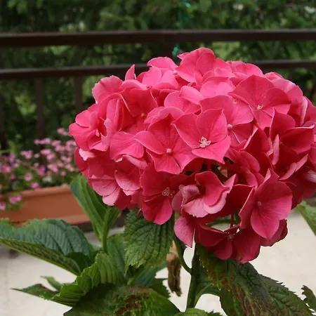 Karabaic Krk 크르크