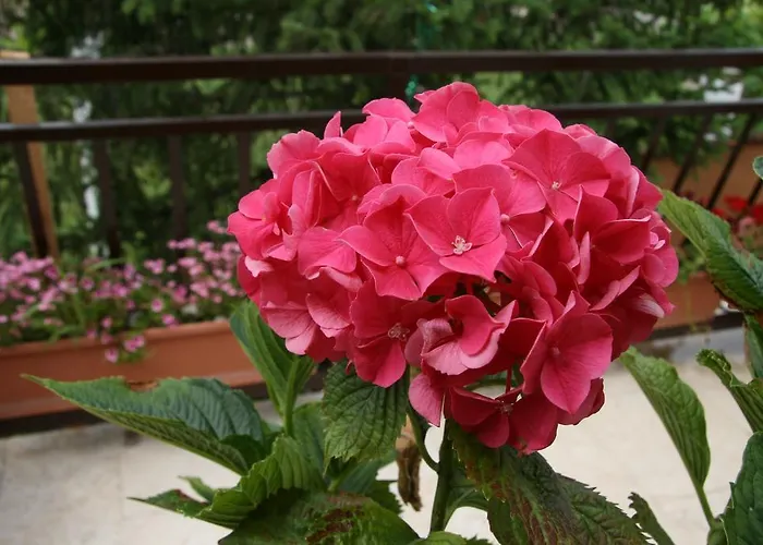 Karabaic Krk 크르크