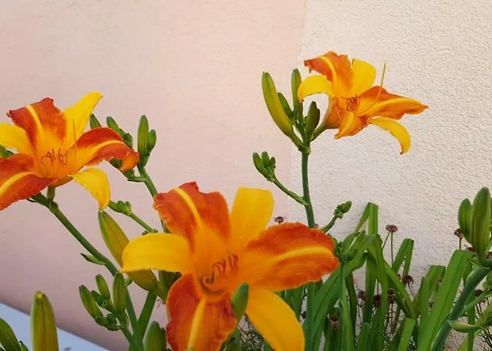 Karabaic Krk 크르크